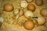 Incubatrice uova, come funziona e come sceglierla