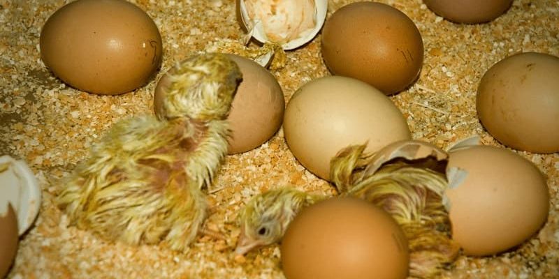 Incubatrice uova, come funziona e come sceglierla